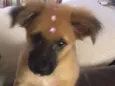 Paçoca