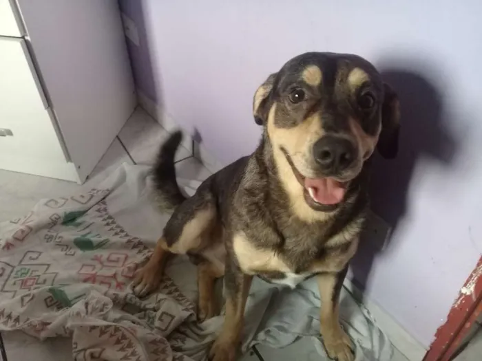 Cachorro ra a SRD idade 1 ano nome Zeus