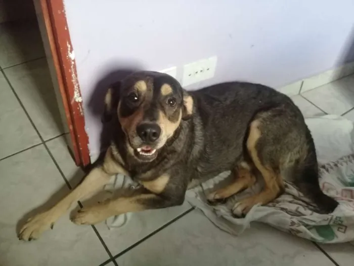 Cachorro ra a SRD idade 1 ano nome Zeus