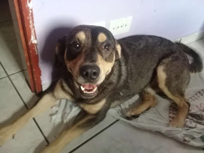 Cachorro ra a SRD idade 1 ano nome Zeus