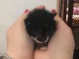 Lola