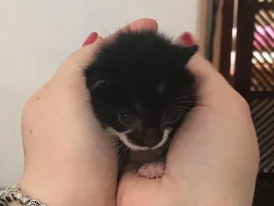 Gato ra a  idade Abaixo de 2 meses nome Lola
