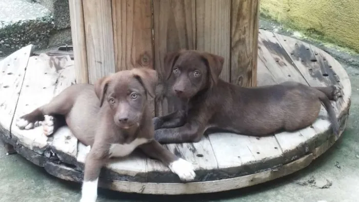 Cachorro raça Vira-latas idade 2 a 6 meses nome Sem nome