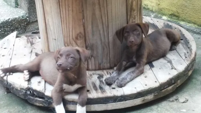Cachorro raça Vira-latas idade 2 a 6 meses nome Sem nome