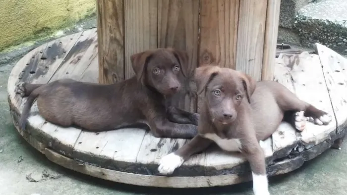Cachorro raça Vira-latas idade 2 a 6 meses nome Sem nome