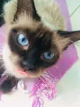 Mel