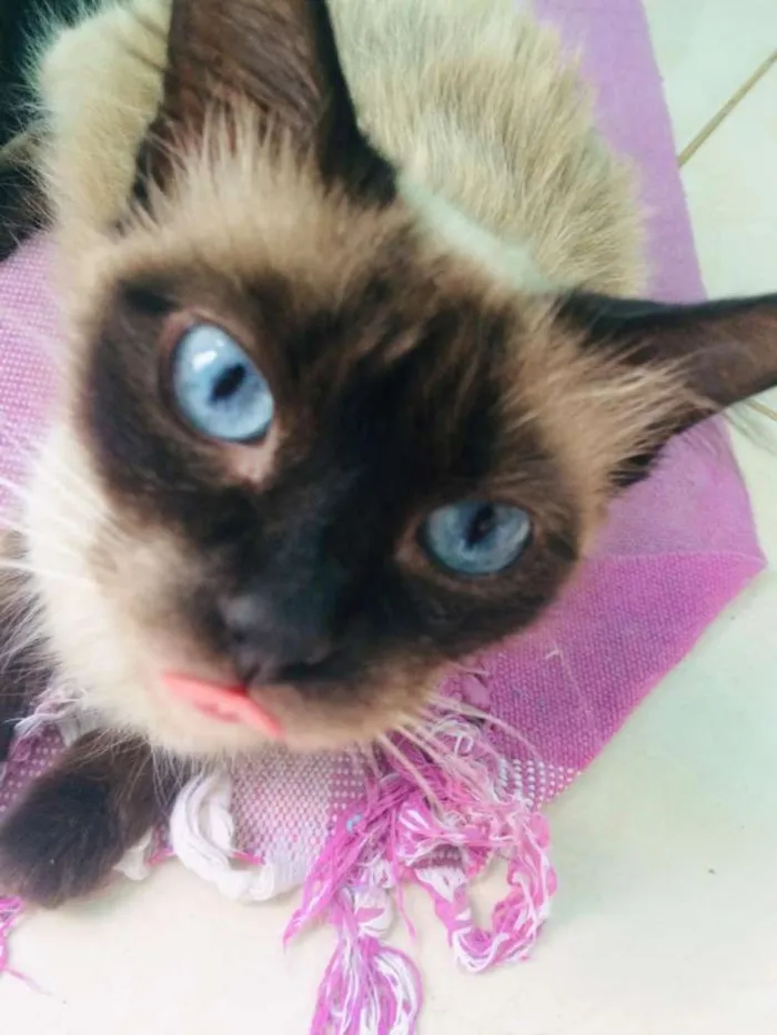 Gato ra a Siamês idade 6 ou mais anos nome Mel