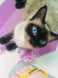 Mel