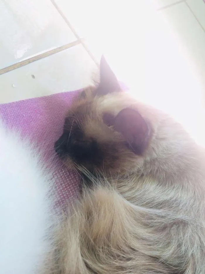 Gato ra a Siamês idade 6 ou mais anos nome Mel