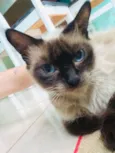 Mel