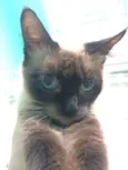 Mel