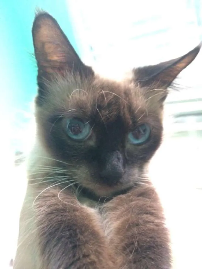 Gato ra a Siamês idade 6 ou mais anos nome Mel