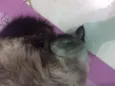 Mel
