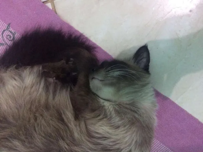 Gato ra a Siamês idade 6 ou mais anos nome Mel