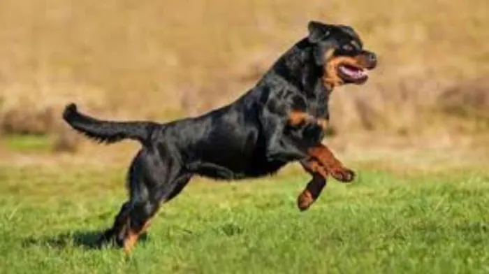 Cachorro raça Rotwiller idade 1 ano nome Hulk