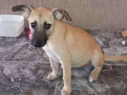 Cachorro ra a Sem raça definida idade 2 a 6 meses nome Nina