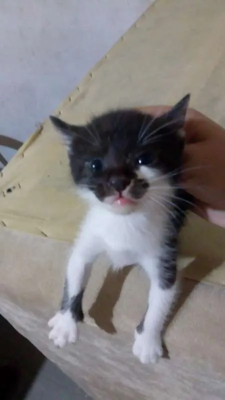 Gato ra a Sem raça idade Abaixo de 2 meses nome Sem nome