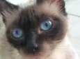 Mel