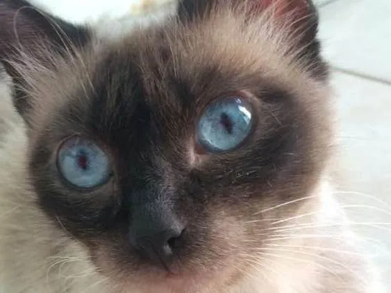 Gato ra a Siamês idade 6 ou mais anos nome Mel