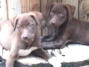 Cachorro raça Vira-latas idade 2 a 6 meses nome Sem nome