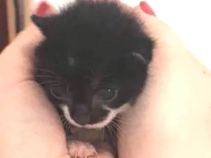 Gato ra a  idade Abaixo de 2 meses nome Lola