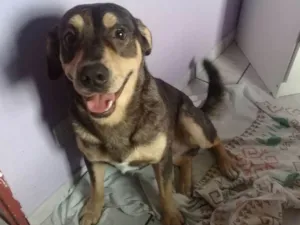 Cachorro raça SRD idade 1 ano nome Zeus