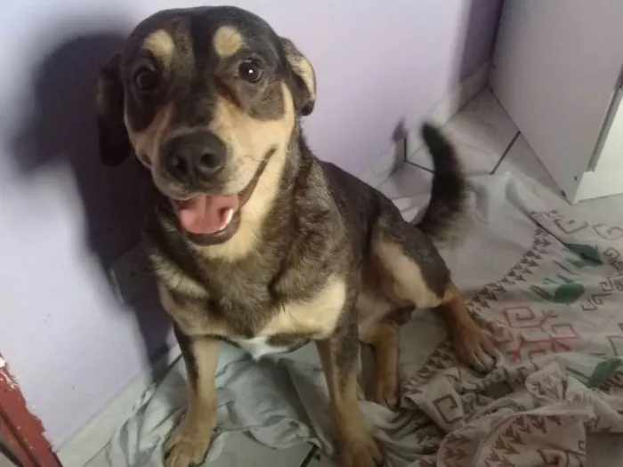 Cachorro ra a SRD idade 1 ano nome Zeus