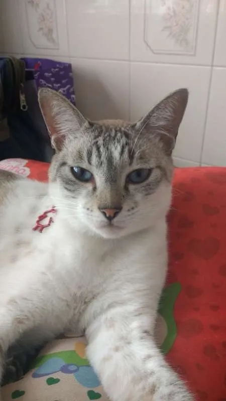 Gato ra a Siamês idade 1 ano nome Snow