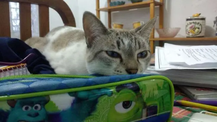 Gato ra a Siamês idade 1 ano nome Snow