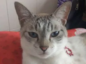 Gato raça Siamês idade 1 ano nome Snow
