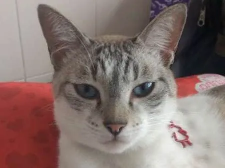 Gato ra a Siamês idade 1 ano nome Snow