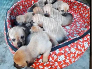 Cachorro raça Mista idade Abaixo de 2 meses nome Filhores