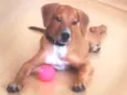 Apolo