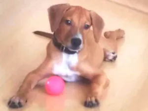 Cachorro raça Vira-lata idade 2 a 6 meses nome Apolo