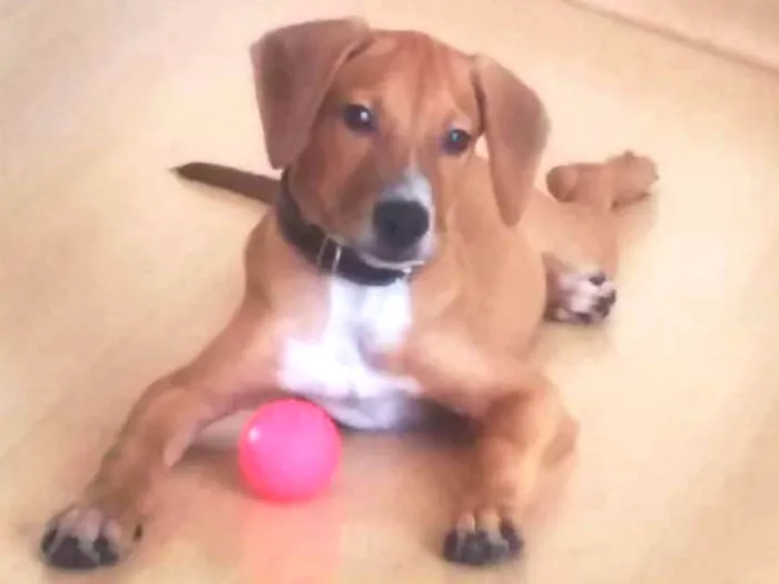 Cachorro ra a Vira-lata idade 2 a 6 meses nome Apolo