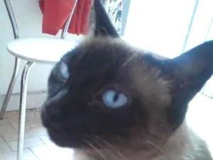 Gato raça srd idade 6 ou mais anos nome Sofia