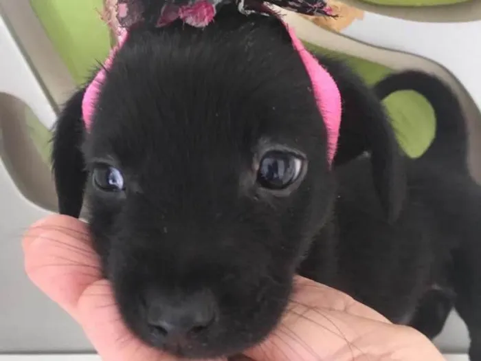 Cachorro ra a SRD idade 2 a 6 meses nome MEIGUINHA