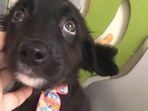 Cachorro raça SRD idade 2 a 6 meses nome GRAVATINHA