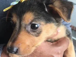 Cachorro raça SRD idade 2 a 6 meses nome CARINA