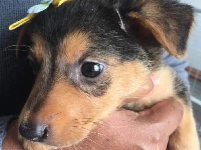 Cachorro ra a SRD idade 2 a 6 meses nome CARINA