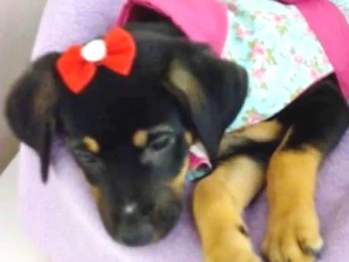 Cachorro ra a SRD idade 2 a 6 meses nome MOCINHA