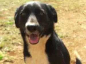Cachorro raça SRD idade 3 anos nome Luna