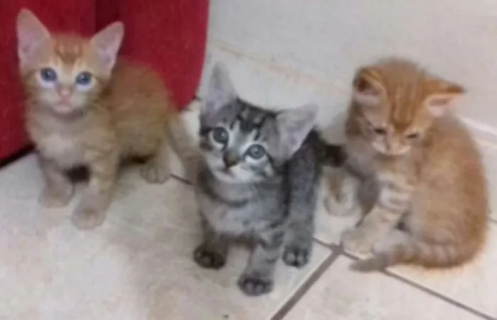 Gato ra a  idade 2 a 6 meses nome Sem nome