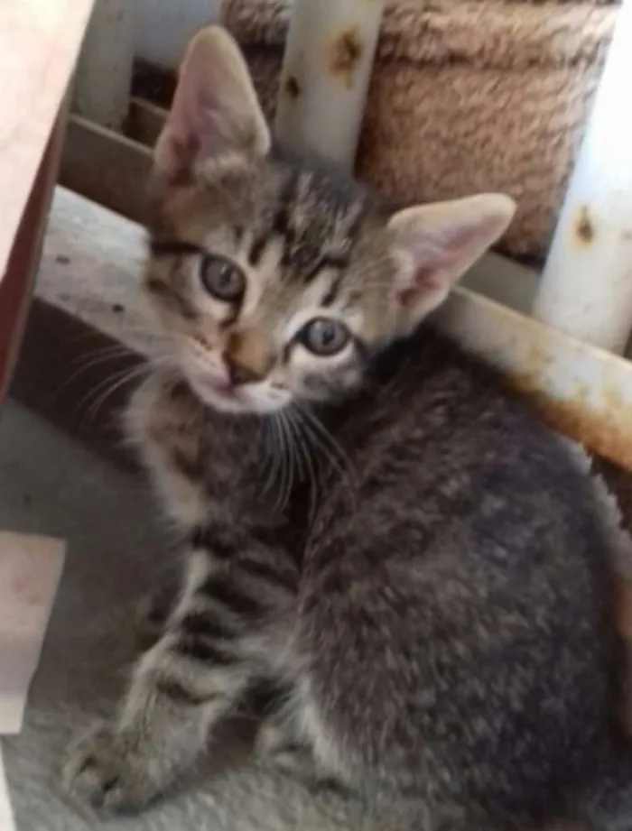 Gato ra a  idade 2 a 6 meses nome Sem nome