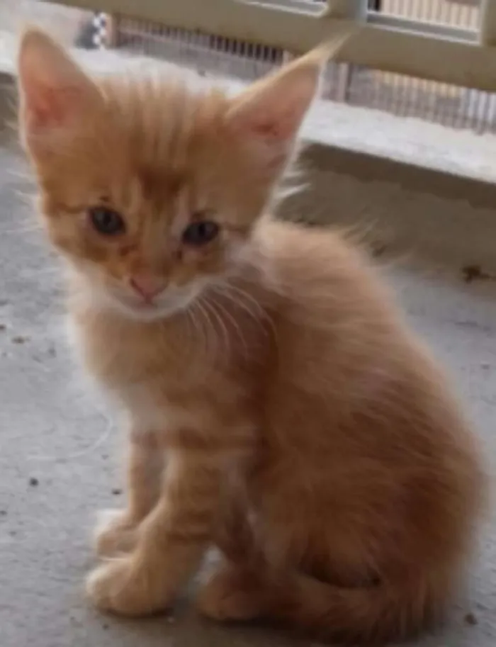 Gato ra a  idade 2 a 6 meses nome Sem nome