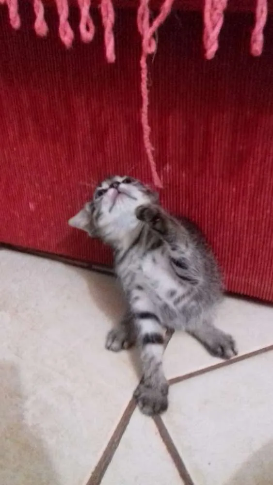 Gato ra a  idade 2 a 6 meses nome Sem nome