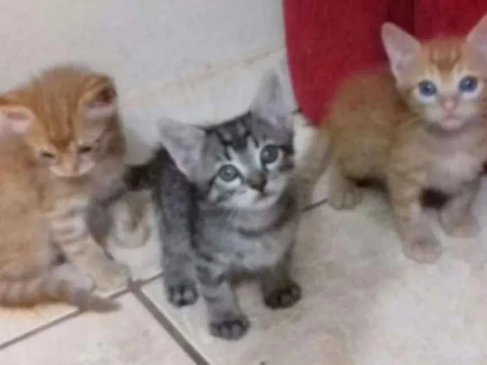 Gato ra a  idade 2 a 6 meses nome Sem nome
