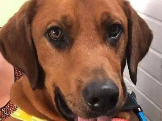 Cachorro ra a SRD idade 1 ano nome Marley