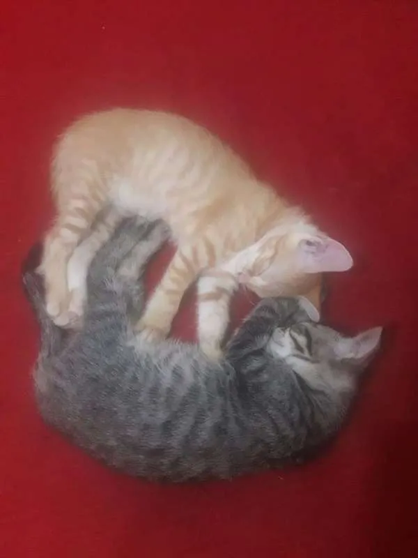 Gato ra a  idade 2 a 6 meses nome Nimo e Cloe