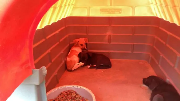 Cachorro ra a PREDOMINÂNCIA DE VIRA-LATA idade 2 a 6 meses nome SEM NOME
